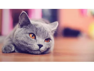 КОРМ ДЛЯ КОШЕК ПРИ МОЧЕКАМЕННОЙ БОЛЕЗНИ