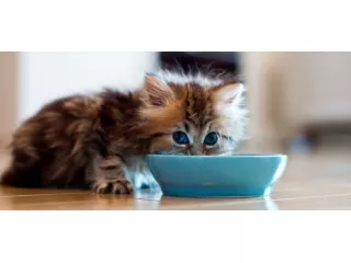 КОРМ ДЛЯ КОТЯТ – КАКОЙ ЛУЧШЕ?!